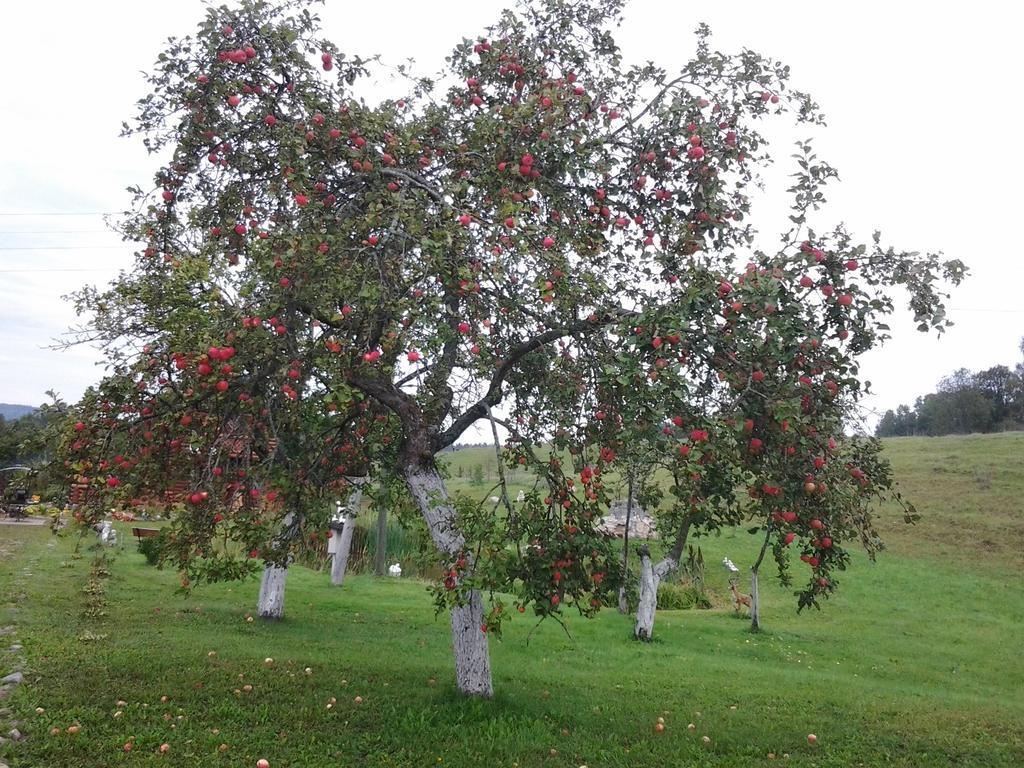 הוילה Svente Pumpuri מראה חיצוני תמונה